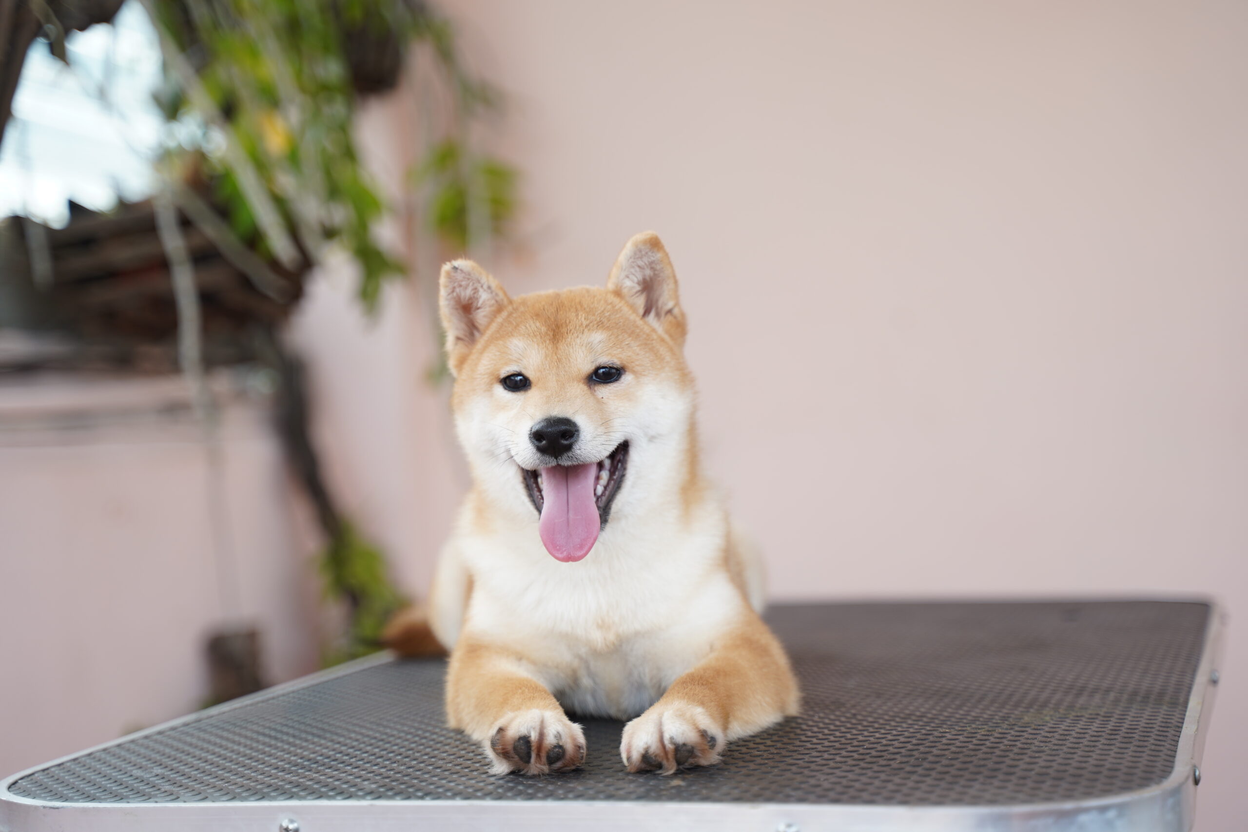 Chó shiba " Lucky" - Xiu Xiu Kennel