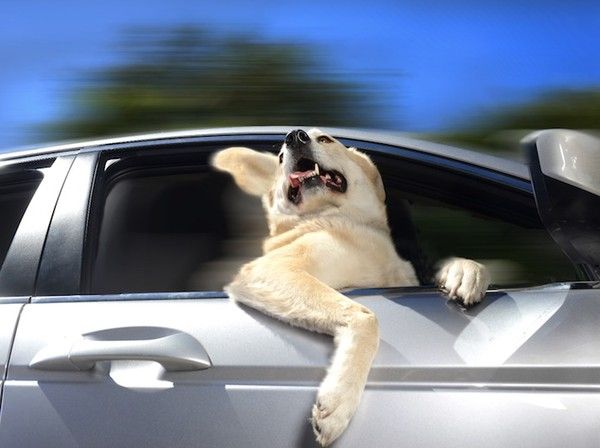 Chó trên xe ô tô
