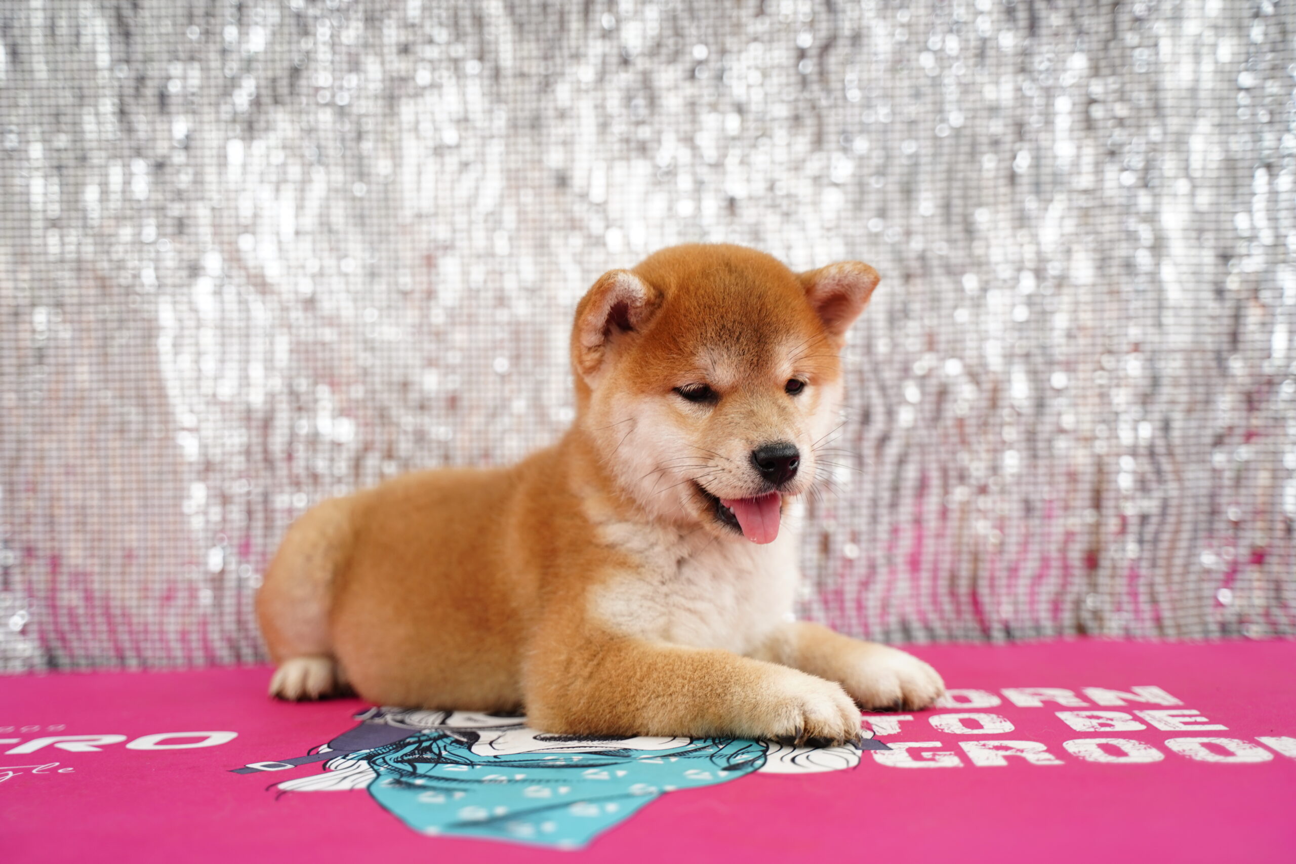 Tổng hợp 1000+ hình nền chó Shiba bựa Cực hài hước và độc đáo